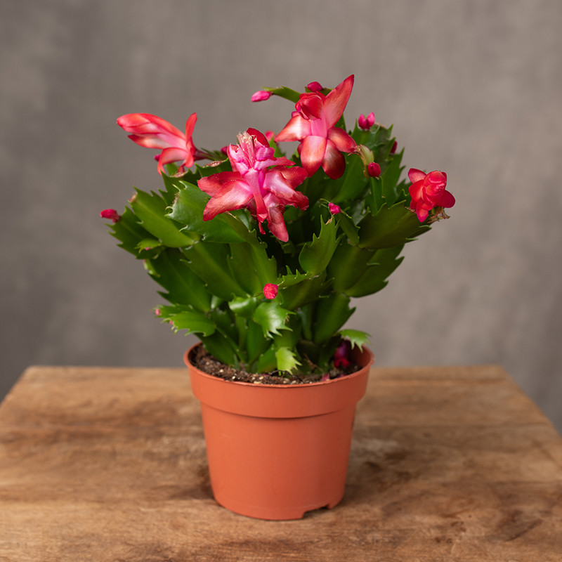 Szlumberegera 'Flame Red' |...