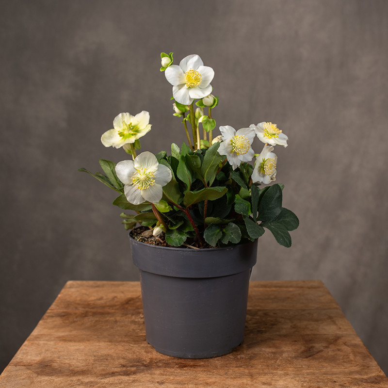 Ciemiernik 'Christmas...