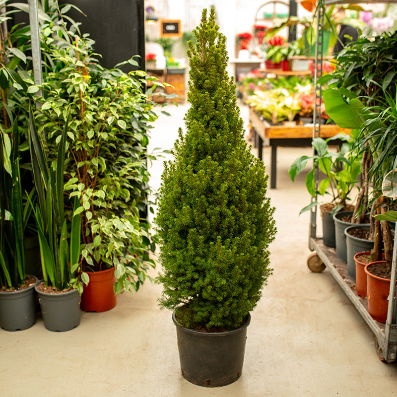 Świerk 'Conica' | XXL