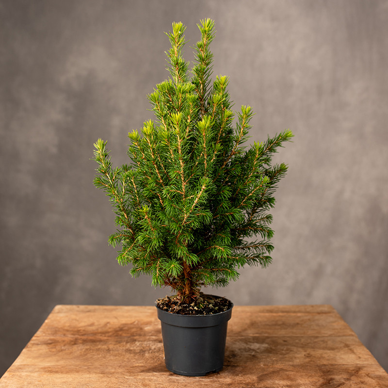 Świerk 'Perfecta' | Mały