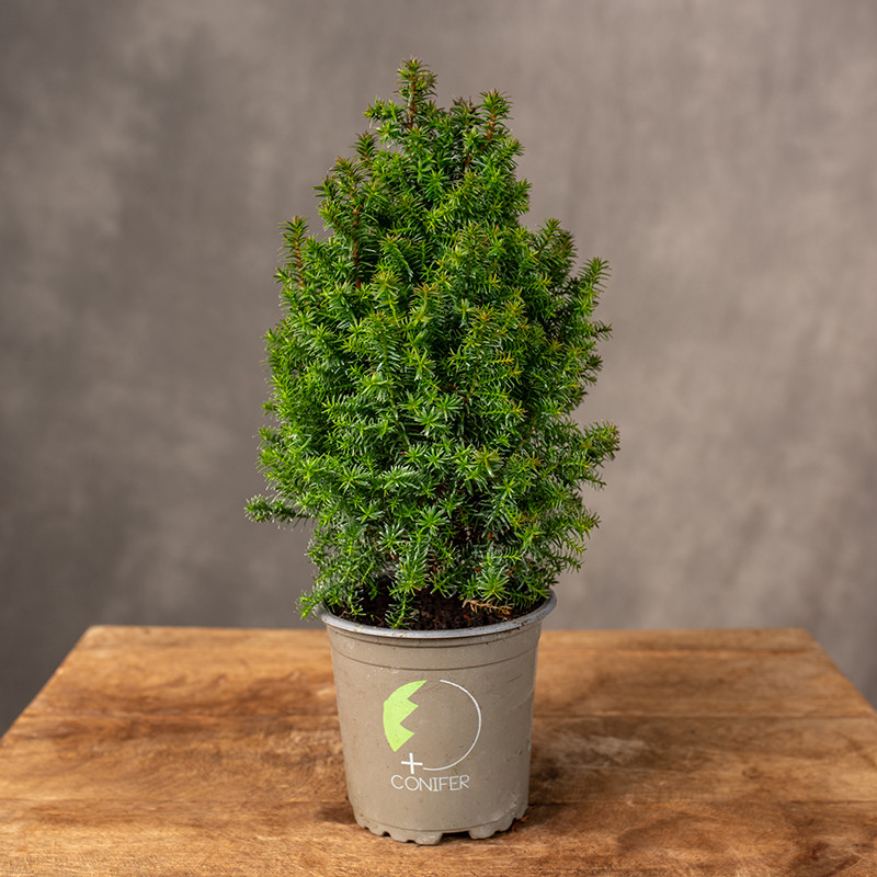 Cyprysik 'Top Point' | Mały