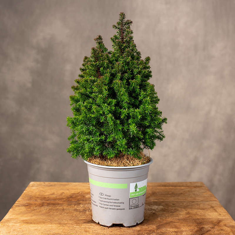 Cyprysik 'Top Point' | Mały