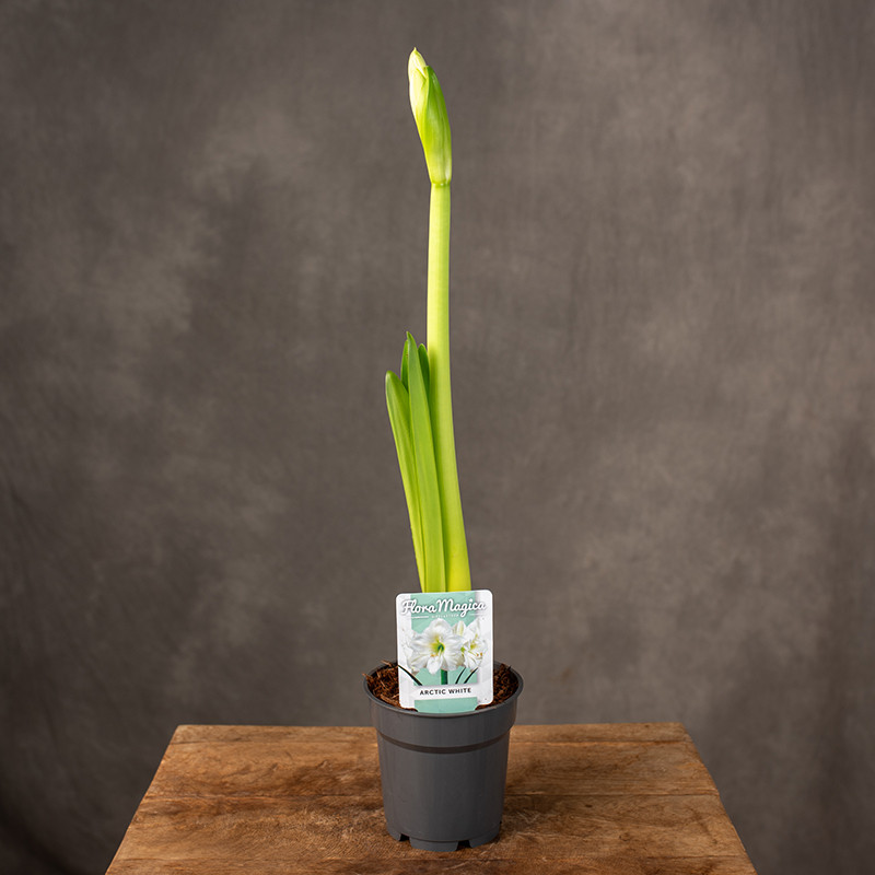 Amarylis | Biały