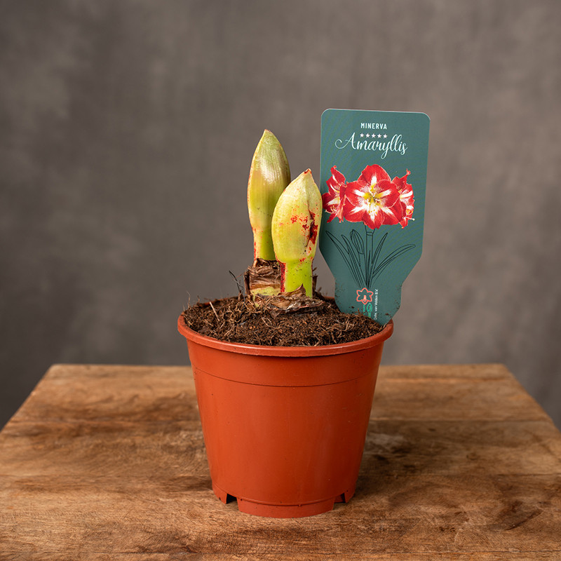 Amarylis | Hippeastrum...