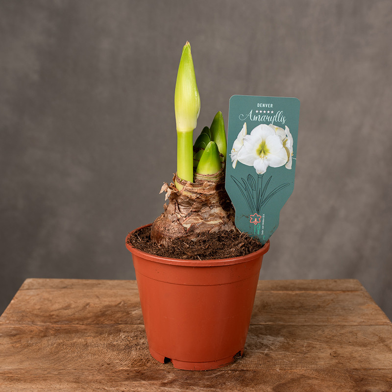 Amarylis | Hippeastrum...