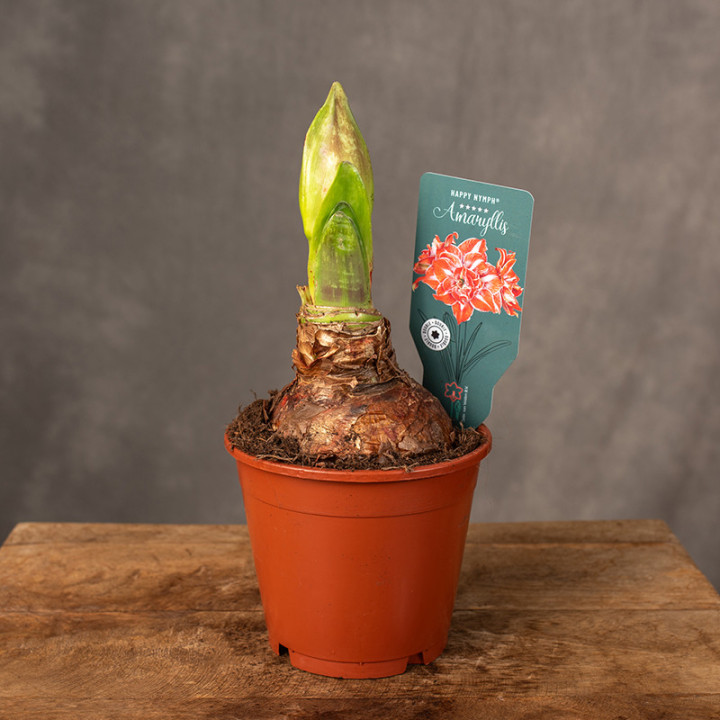 Amarylis Hippeastrum 'Happy Nymph' | Tomaszewski