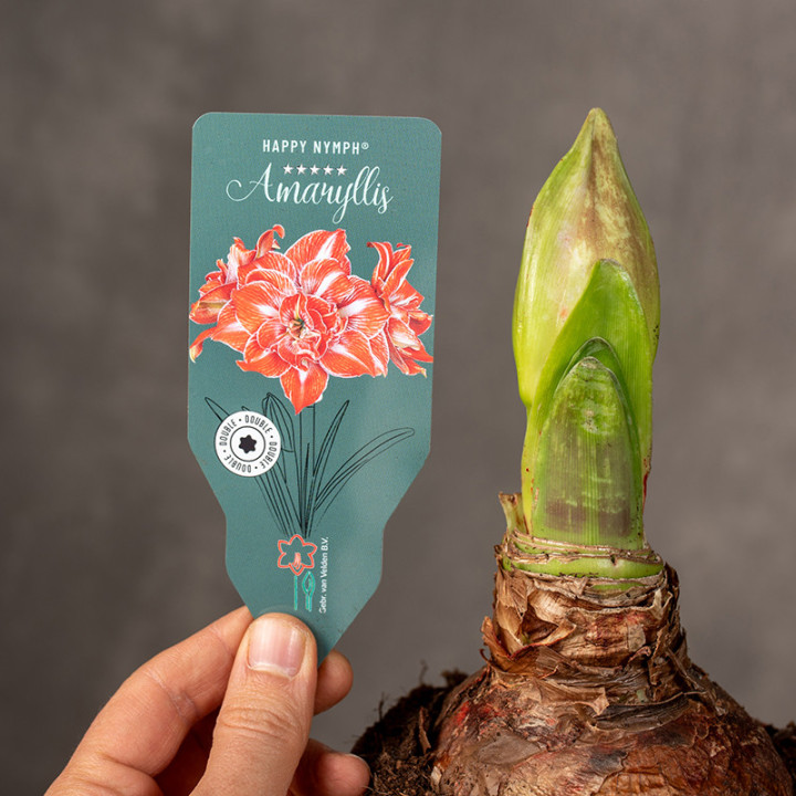 Amarylis Hippeastrum 'Happy Nymph' | Tomaszewski