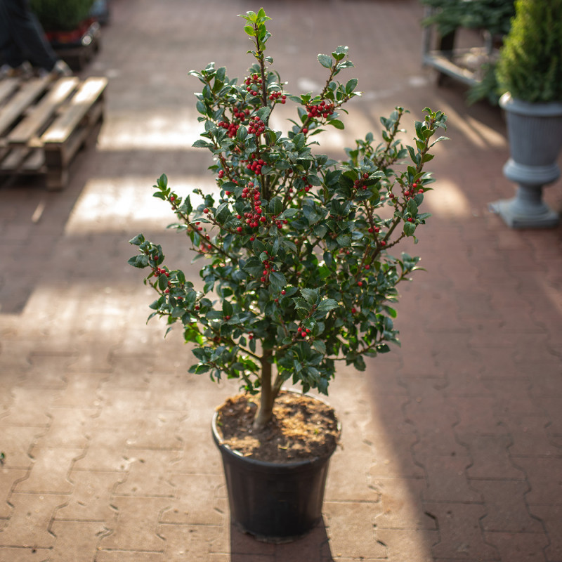 Ostrokrzew Ilex meserveae...