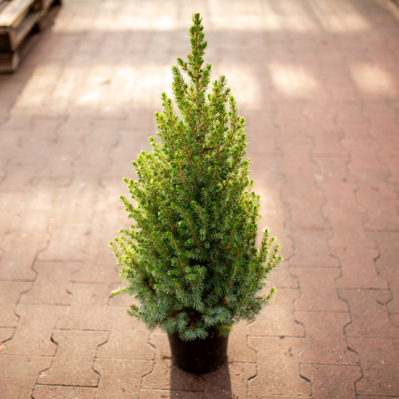 Świerk 'Conica' | Duży