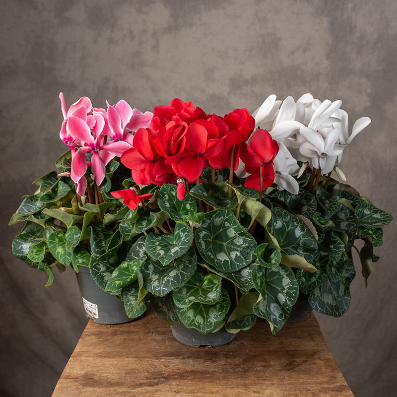 Cyklamen 'Mammoth' MIX...