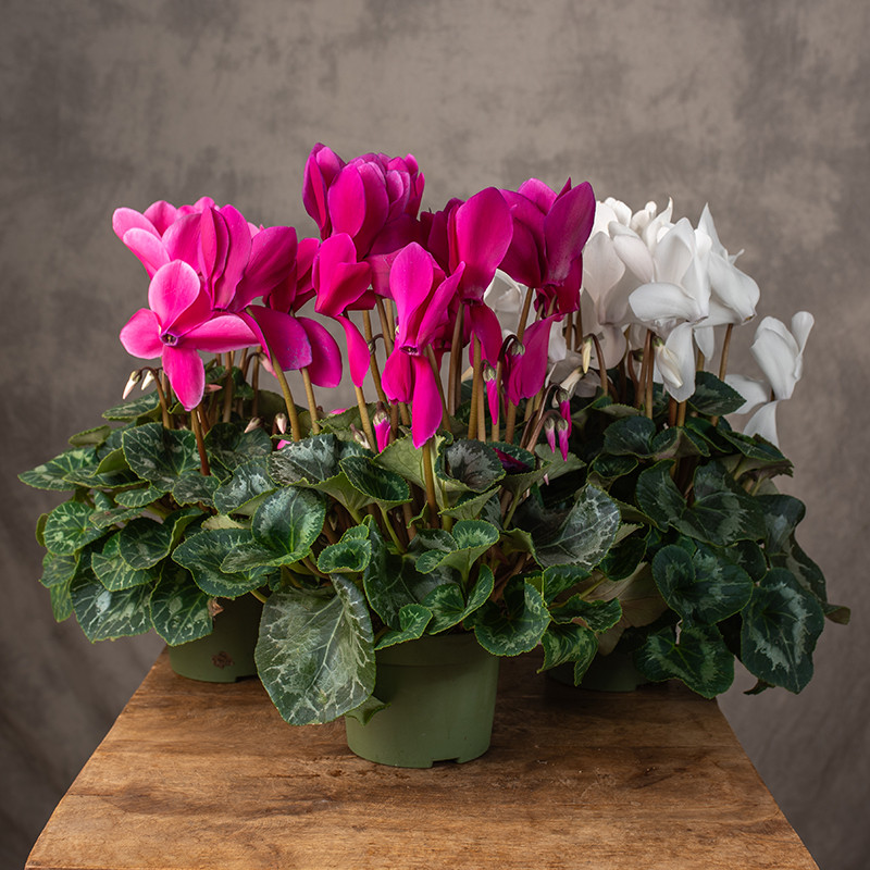 Cyklamen 'Mammoth' MIX...