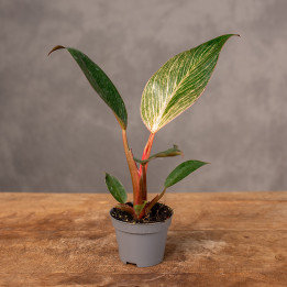 Filodendron 'Pink Birkin' | Tomaszewski