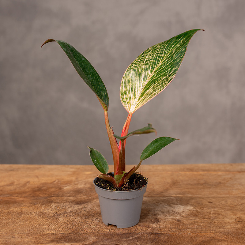 Filodendron 'Pink Birkin' |...