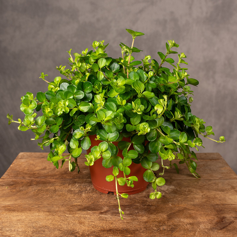 Peperomia okrągłolistna