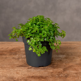 Pilea depressa | Tomaszewski