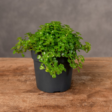 Pilea depressa | Mała