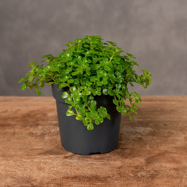 Pilea depressa | Tomaszewski