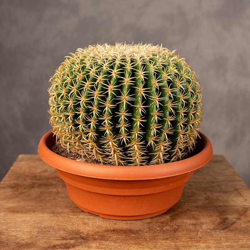 Kaktus - Fotel Teściowej | XXL