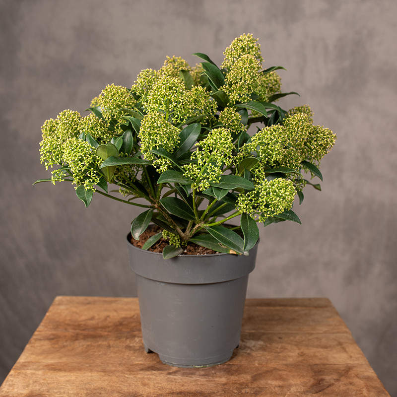 Skimia japońska 'White Dwarf'