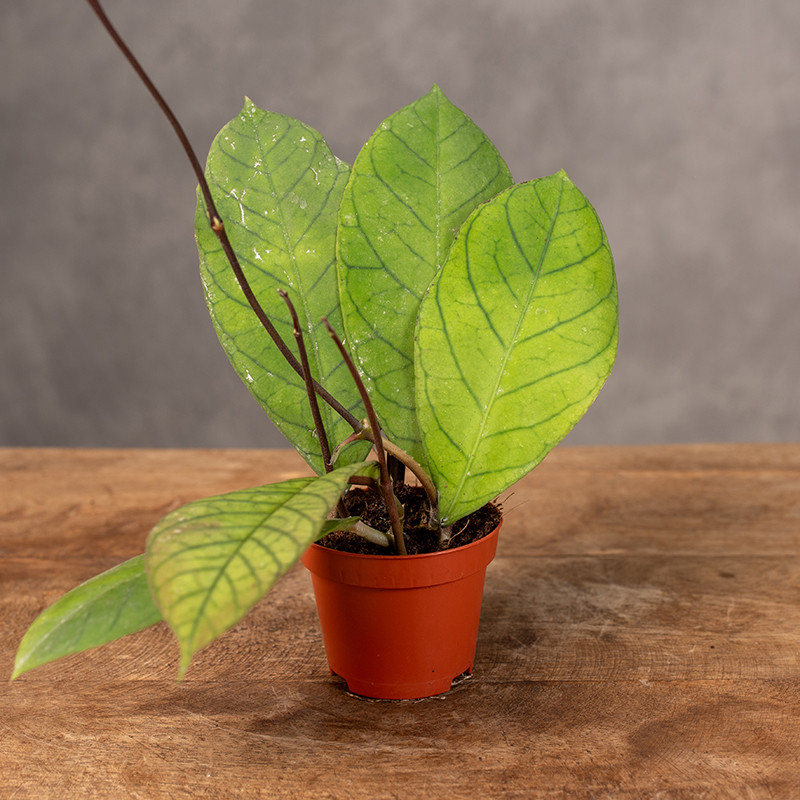 Hoja callistophylla 'Sabah'...