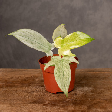 Filodendron 'Florida Ghost' | Mały