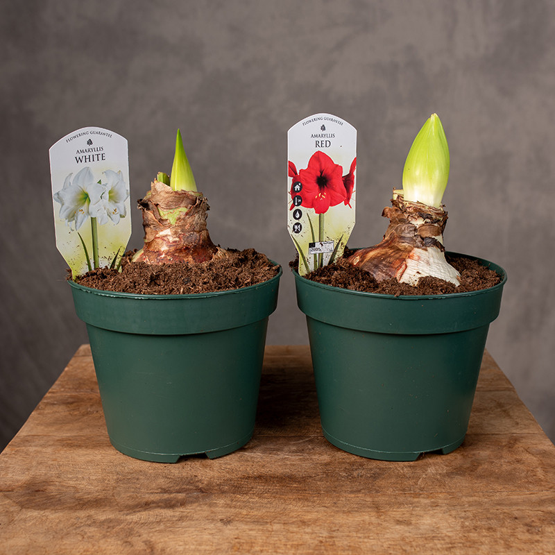 Amarylis MIX kolorów | XXL