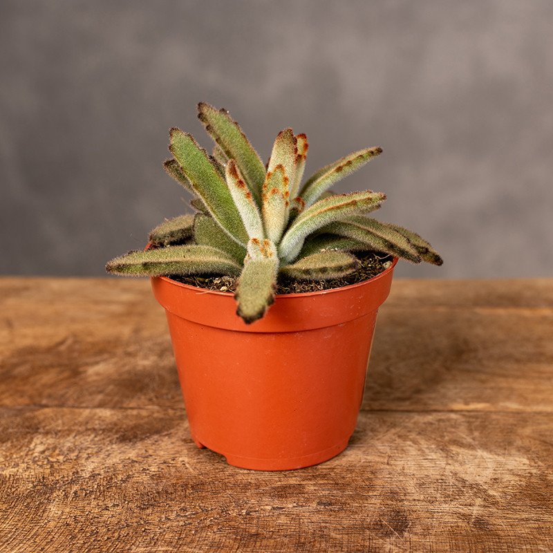 Żyworódka omszona 'Golden...