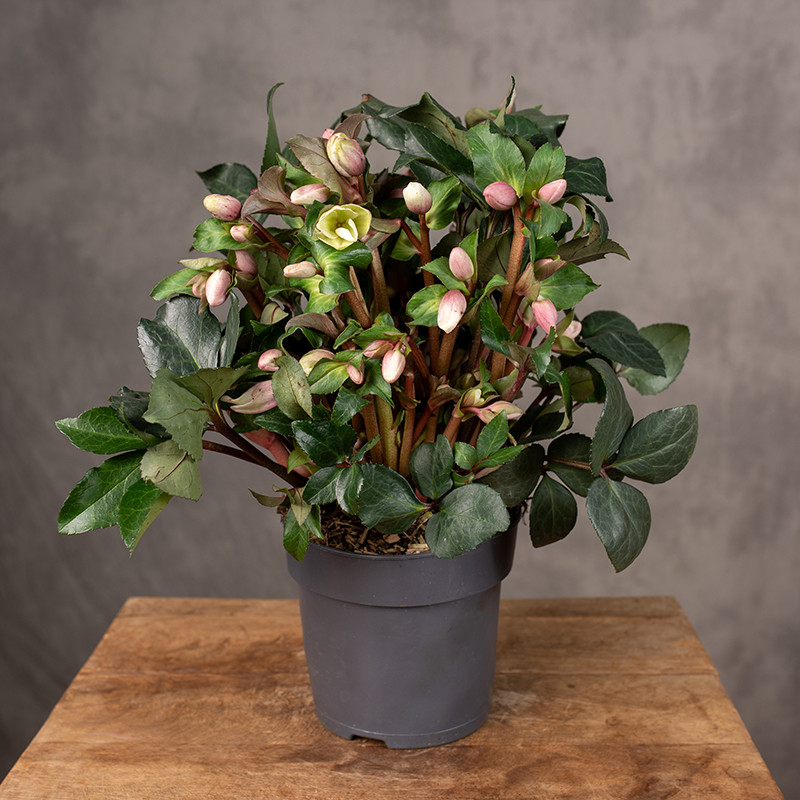 Ciemiernik 'Angel Glow'