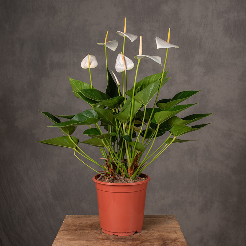 Anturium 'White Champion'