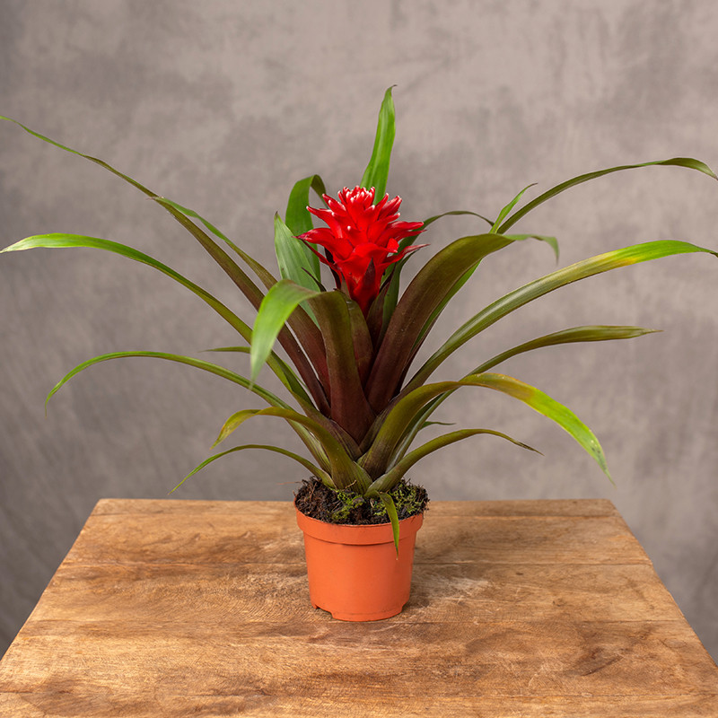Guzmania 'Mia'