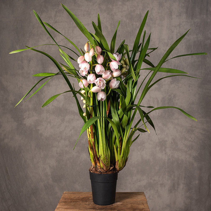 Storczyk cymbidium |...