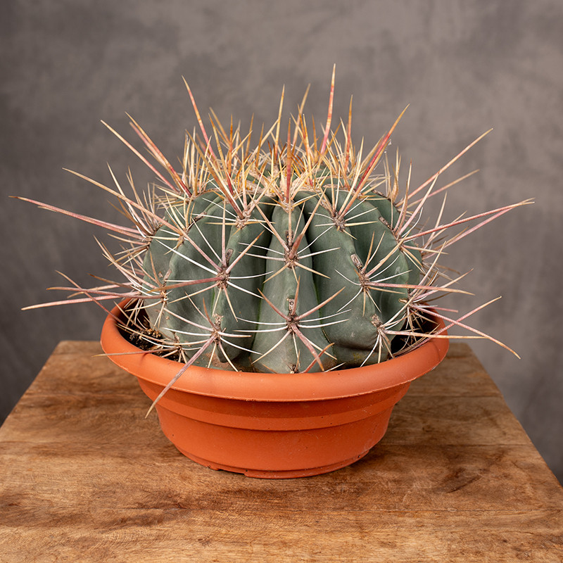 Kaktus Ferocactus...