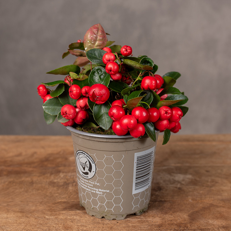 Golteria rozesłana 'Big...