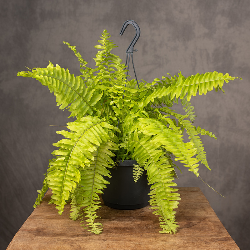 Paproć Nephrolepis 'Blonde'...