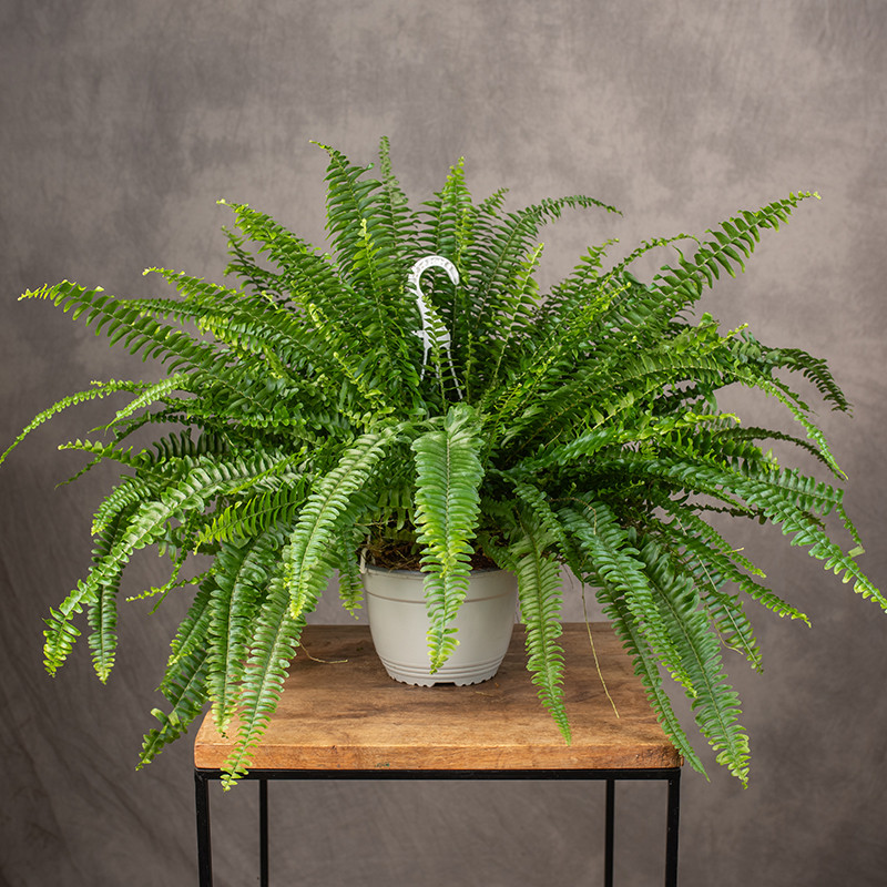 Paproć Nefrolepis 'Sonata'...