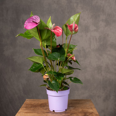 Anturium 'Cavalli Purple' | Duże