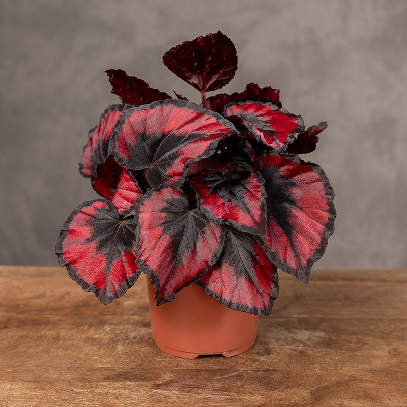 Begonia 'Red Kiss'