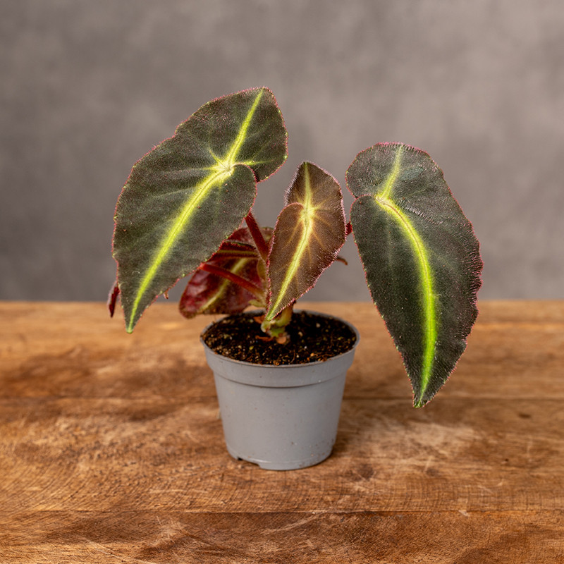 Begonia listada | Mini