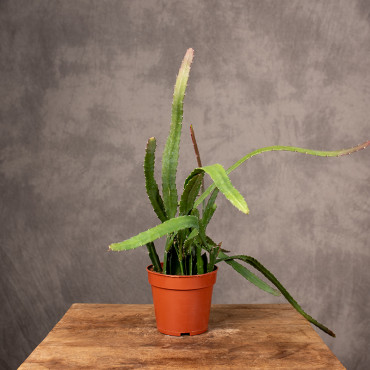 Epifyllum 'Red Tip' | Małe