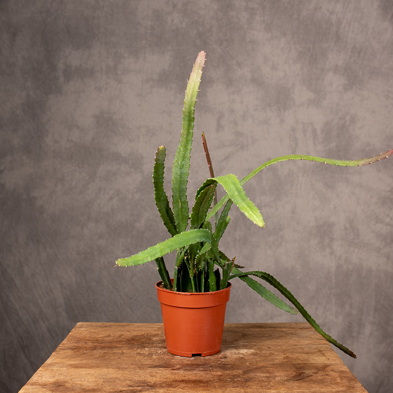 Epifyllum 'Red Tip' | Małe