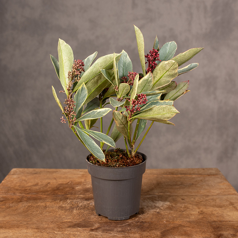 Skimia japńska 'Perosa' | Mała