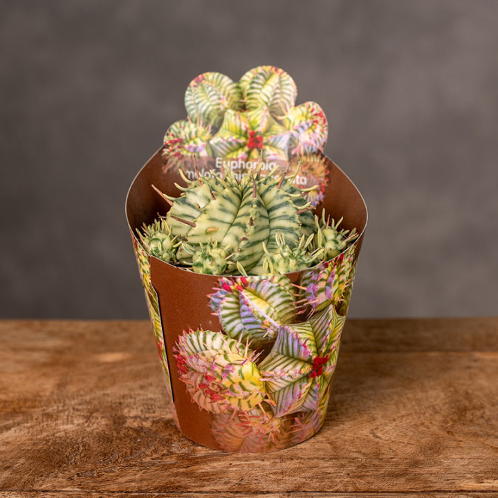 Euphorbia meloformis 'Variegata' | Tomaszewski