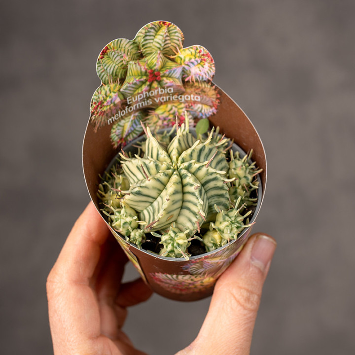 Euphorbia meloformis 'Variegata' | Tomaszewski