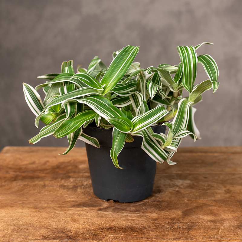 Murdannia loriformis 'Alba...