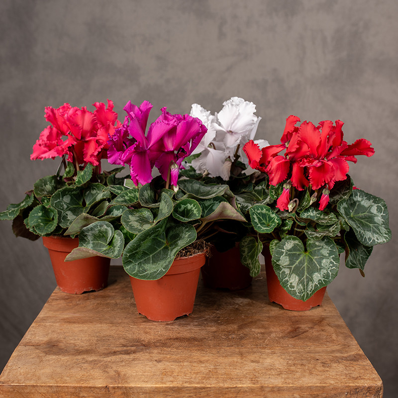 Cyklamen 'Halios Curly' |...