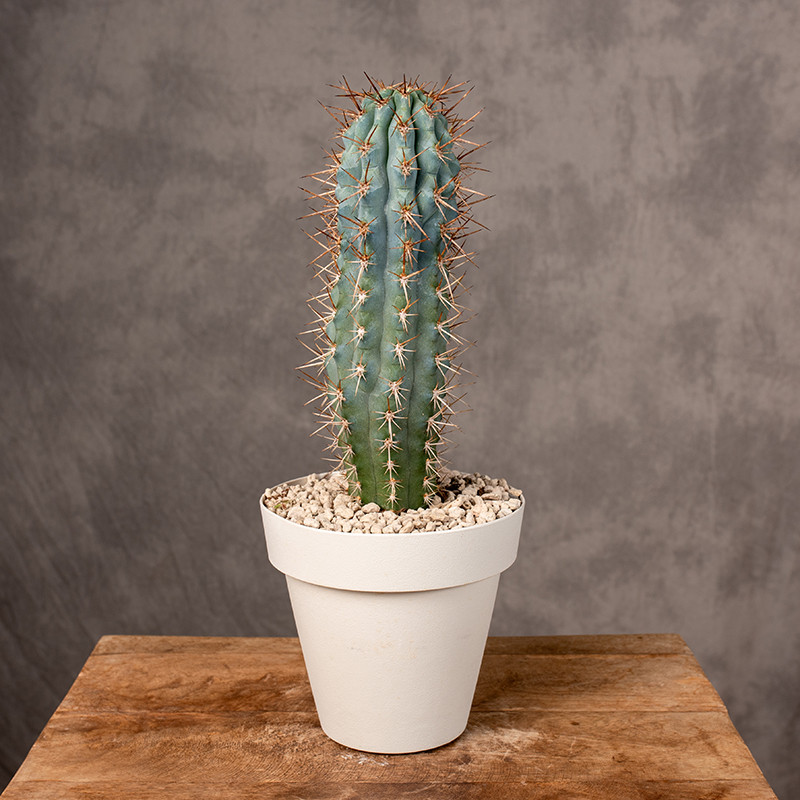 Browningia hertlingiana |...