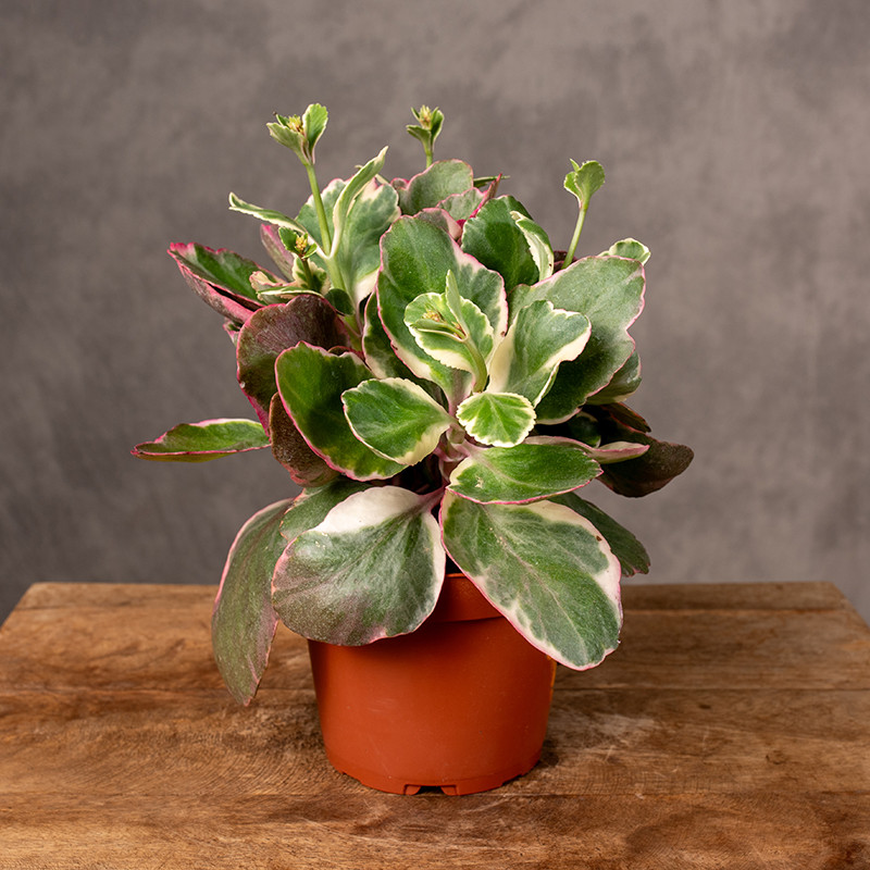 Kalanchoe 'Variegata...