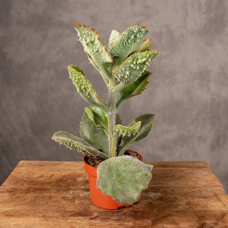 Kalanchoe beharensis |...
