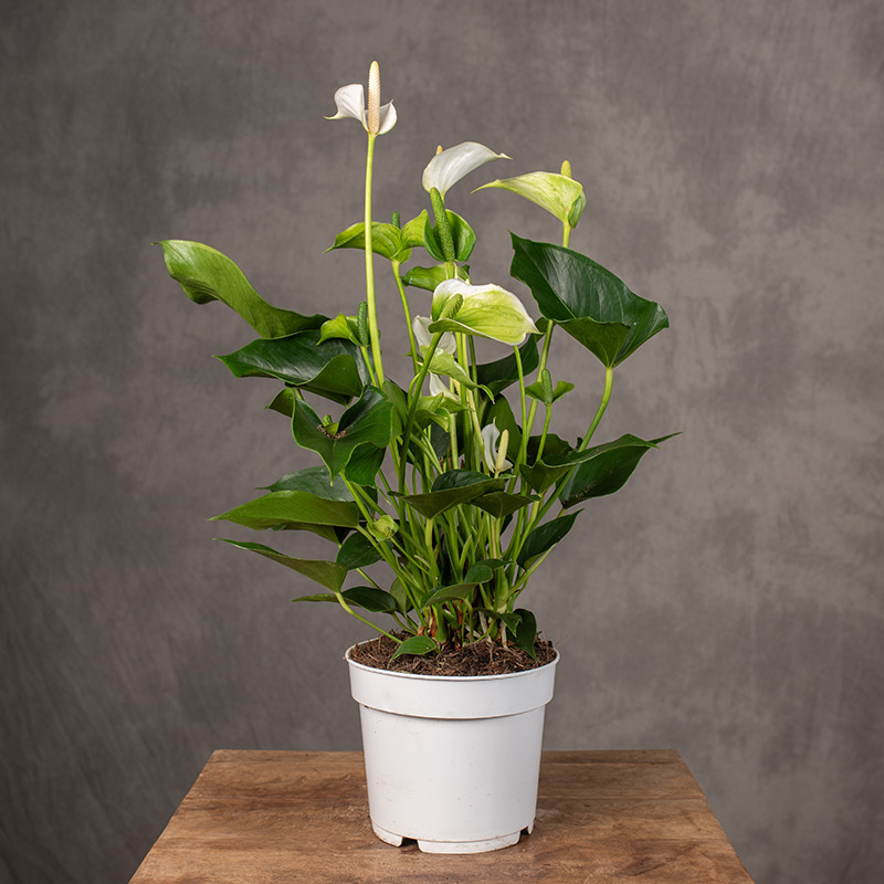 Anturium 'White Champion'