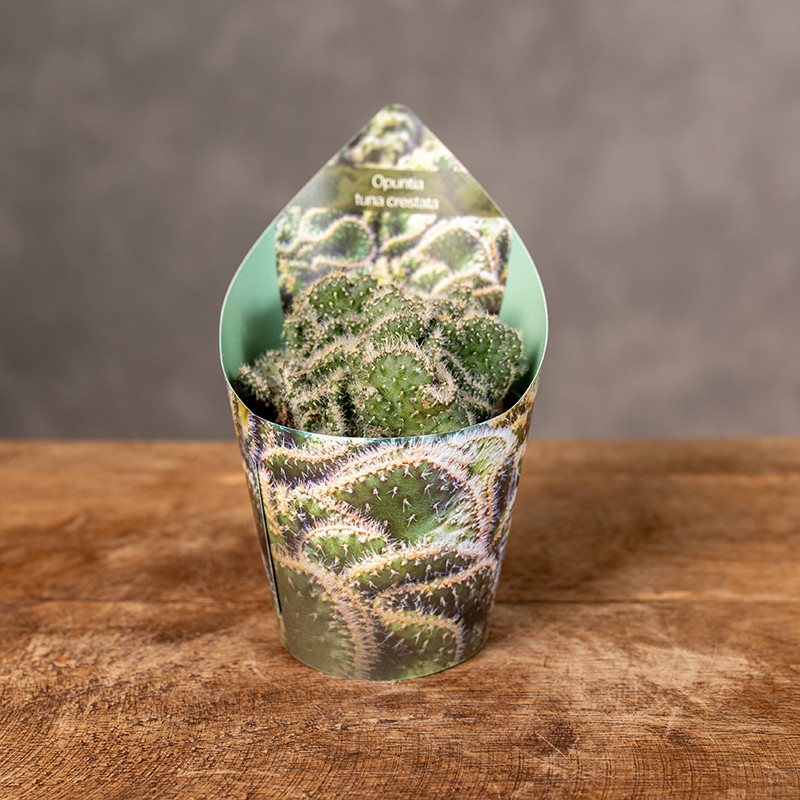 Opuntia tuna 'Crestata' |...